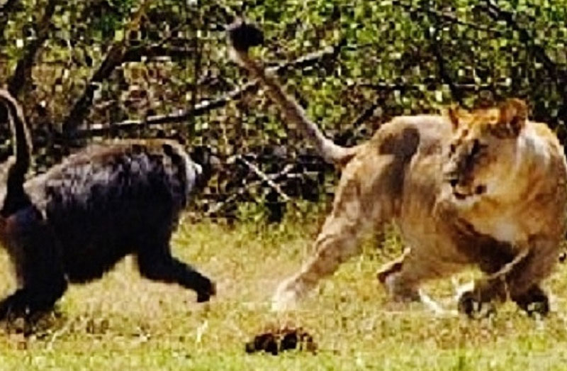 Clip: Khỉ đầu chó phản đòn, đuổi sư tử chạy thục mạng-1
