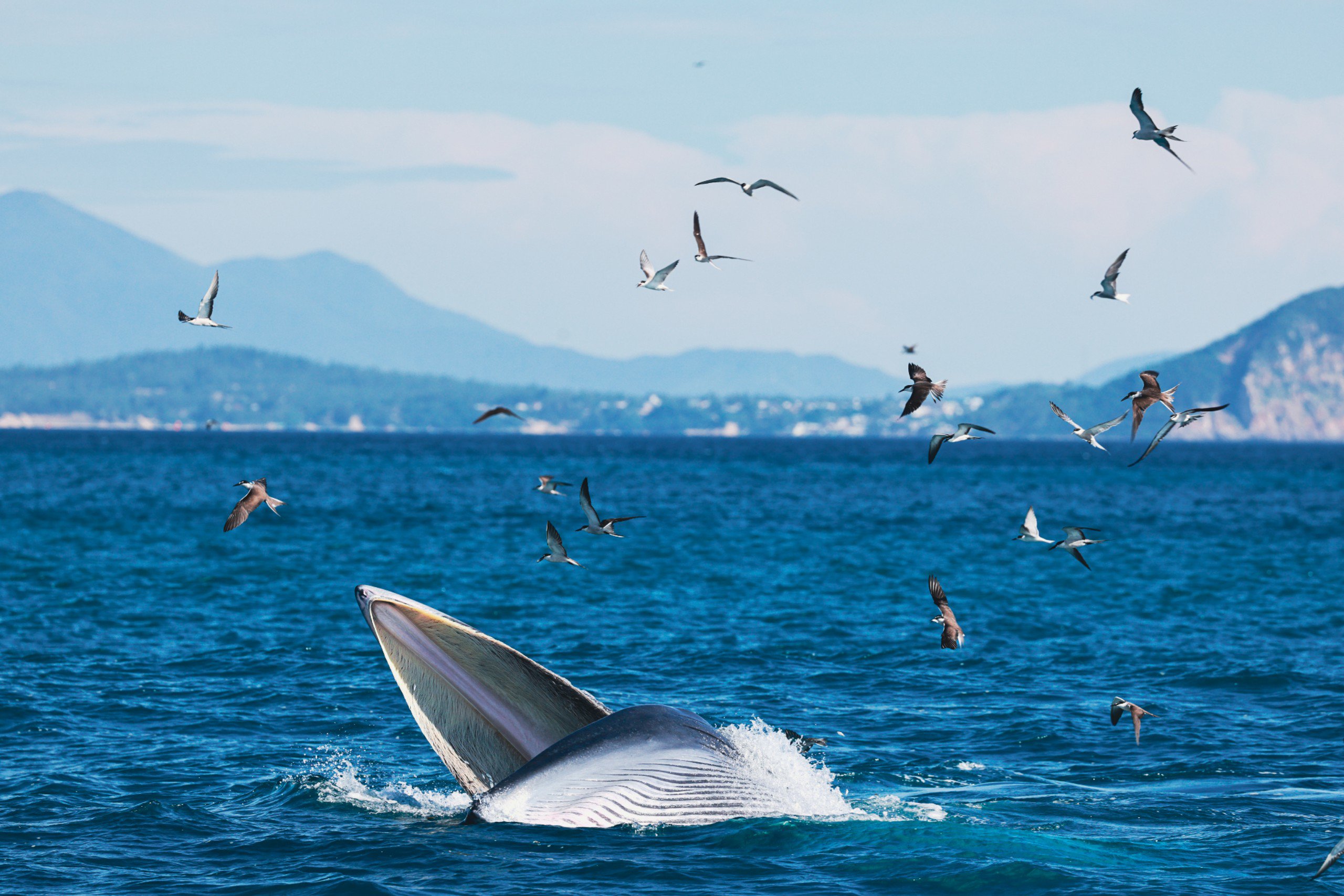 Hàng ngàn du khách đến xem cá voi ở biển Đề Gi: Không đến quá gần, đề phòng bị tấn công-3