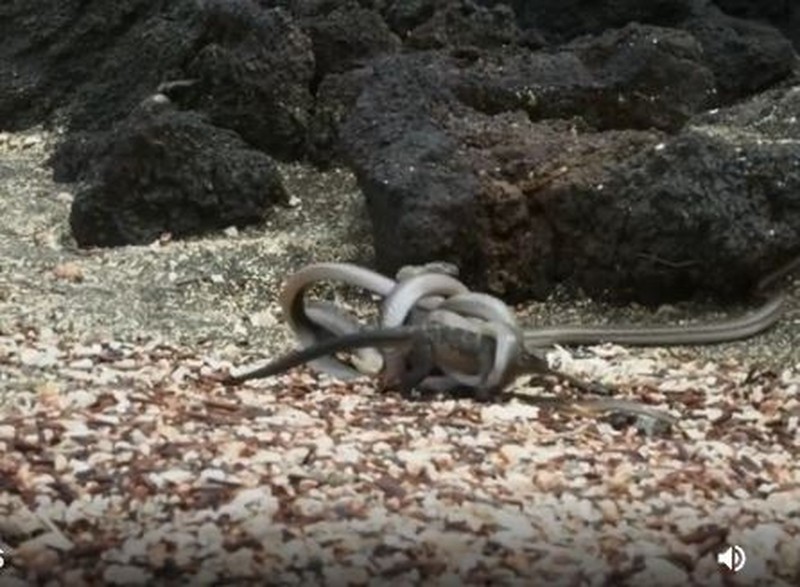Video: Đàn rắn “bày trận” truy đuổi, vây bắt kỳ đà-1