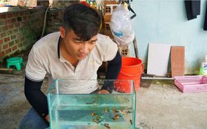 Câu cá bống dừa bằng mồi tép, bắt lên nướng muối ớt Tây Ninh, ăn chơi mà nhớ suốt đời-4