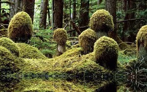 Những khu rừng kỳ lạ nhất trên thế giới-cover-img