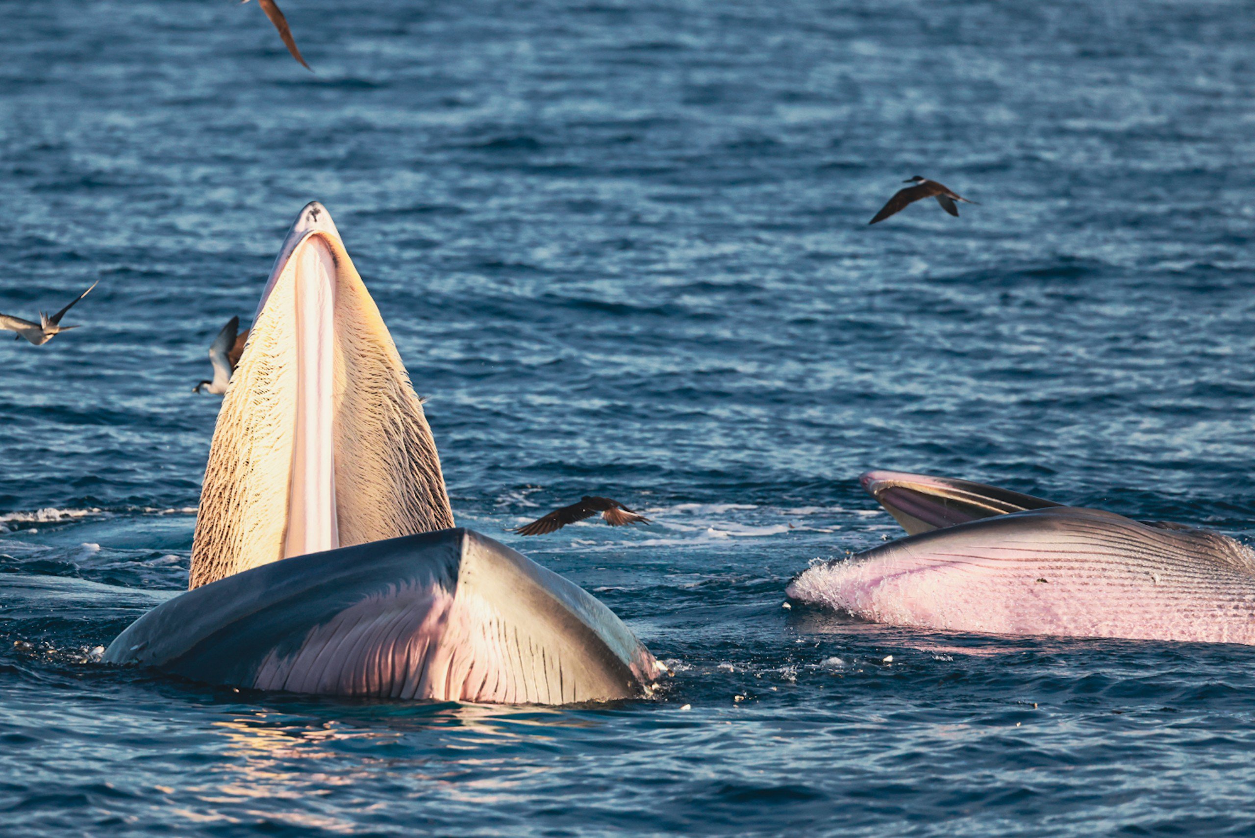 Hàng ngàn du khách đến xem cá voi ở biển Đề Gi: Không đến quá gần, đề phòng bị tấn công-2