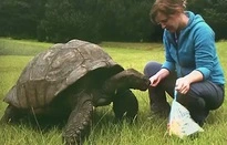 Rùa cao tuổi nhất thế giới bước sang tuổi 190-img