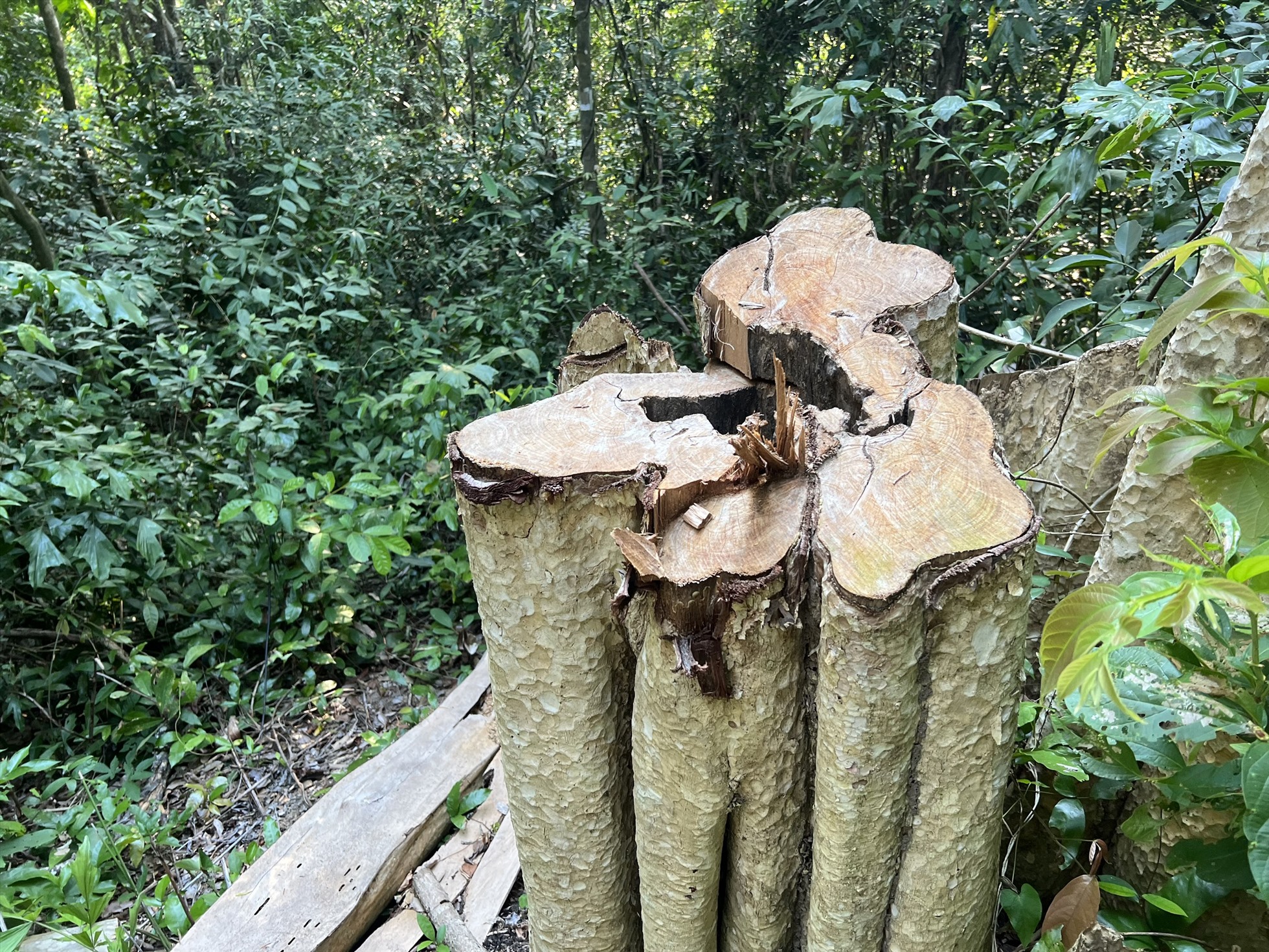 Điều tra các đối tượng phá rừng Sơn Hội sau phản ánh của báo Lao Động-3