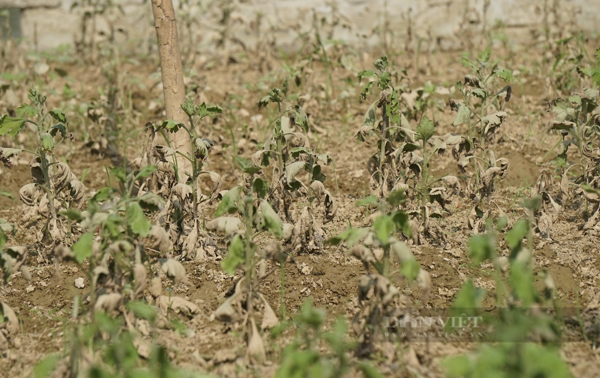 Sau mưa lũ, cây hoa các loại lăn ra chết rũ hàng loạt, nông dân Nghệ An đang lo Tết năm nay kém vui-3
