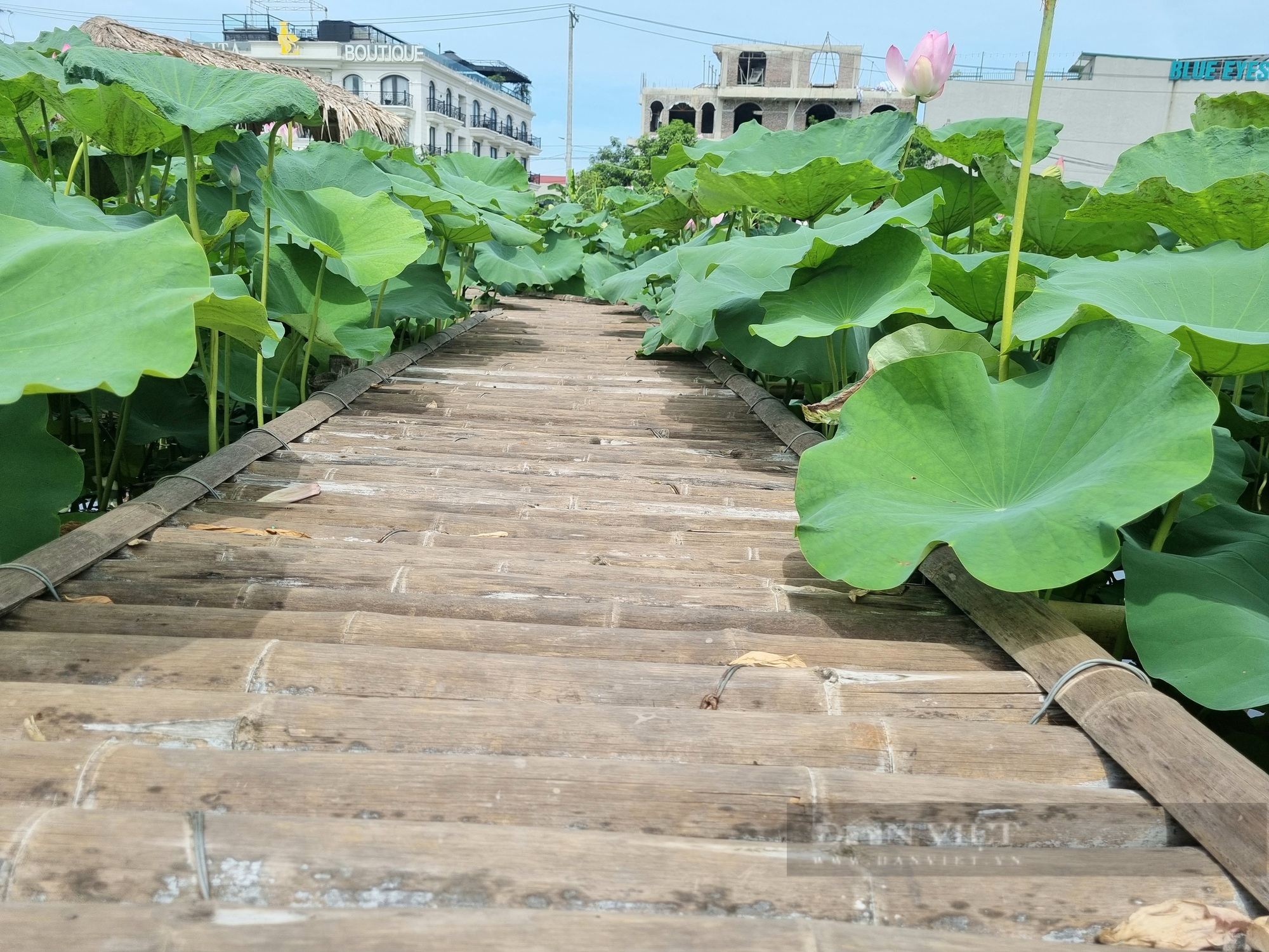 Đẹp mê mẩn đầm sen ở Ninh Bình tỏa hương thơm ngát hút khách đến tham quan-2