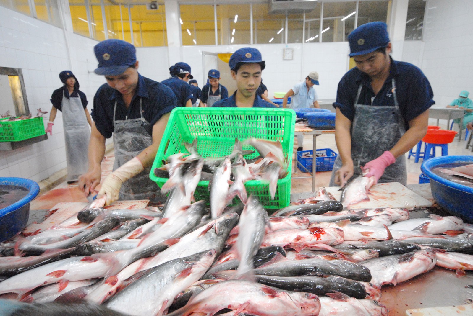 Vì sao một loài cá thịt trắng, không vảy của Việt Nam được Trung Quốc, Mỹ ráo riết thu mua?-1