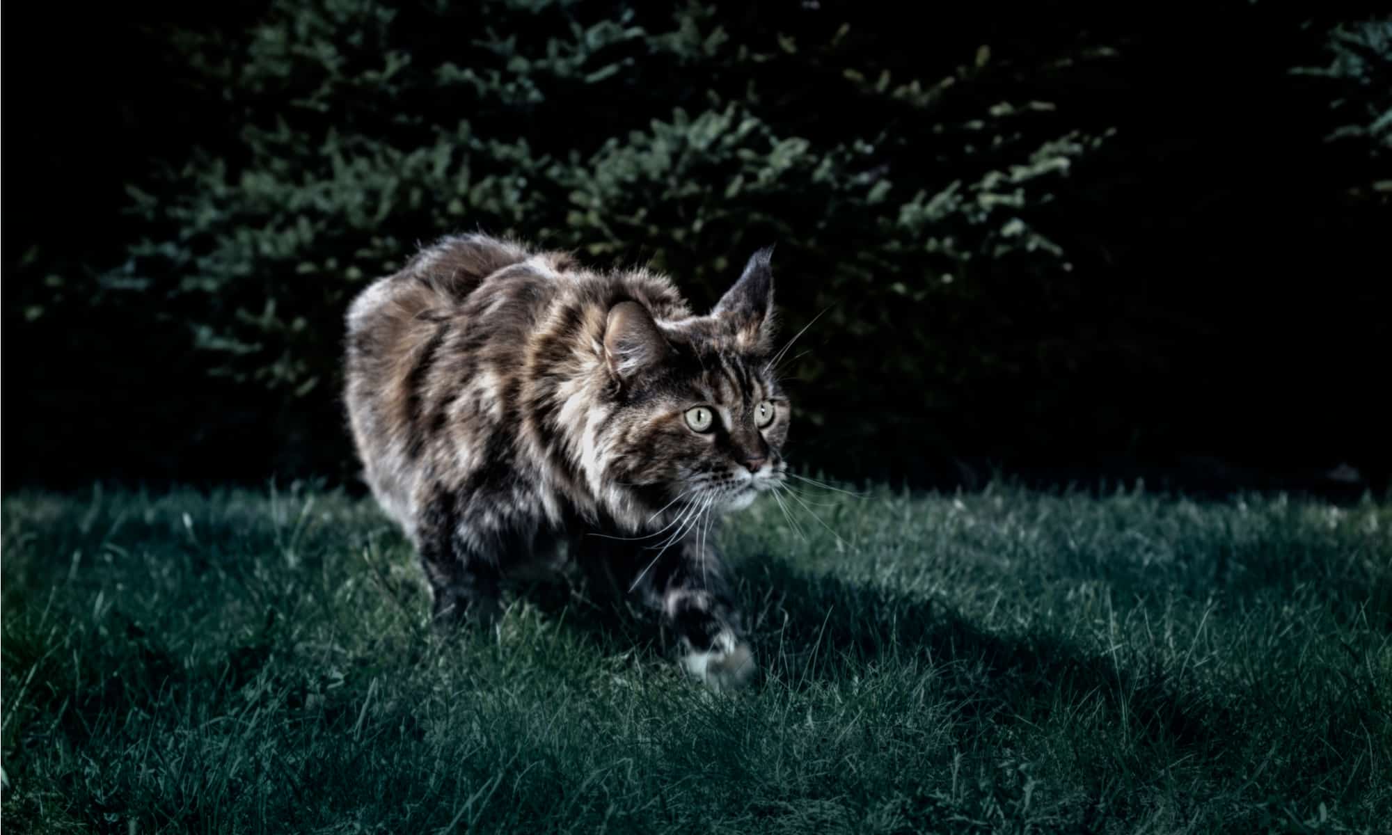 Giải mã thú vị: Mèo thực sự có thể nhìn thấy trong bóng tối?-9