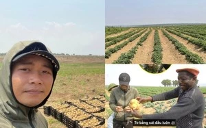 Cận cảnh nông trại xanh mướt rau củ của Quang Linh Vlog-cover-img