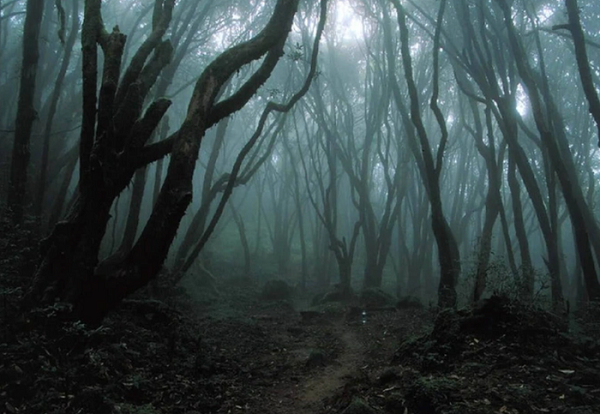 Bí ẩn không giải trong khu rừng ma quái đáng sợ nhất hành tinh-4
