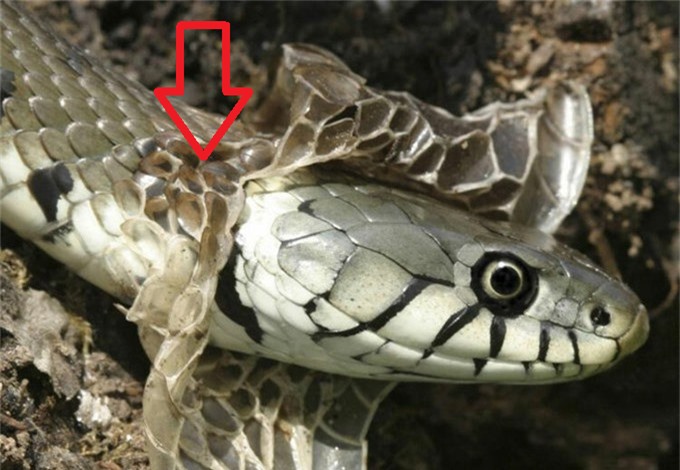 Vì sao loài rắn phải thường xuyên tự lột da, bao giờ thì rắn không lột da nữa?-1