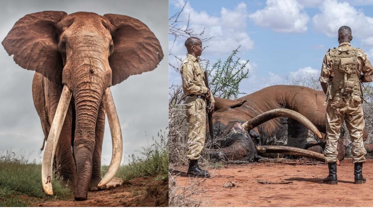 Kenya: Chú voi có đôi ngà khổng lồ đã qua đời ở tuổi 53-1