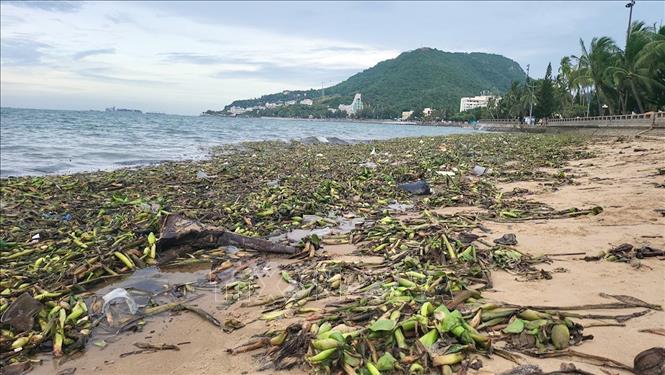 Thu gom hàng trăm tấn rác tràn vào bãi biển Vũng Tàu-1