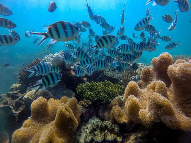 Những rạn san hô tuyệt đẹp ở các vùng biển Việt Nam đứng trước nguy cơ suy giảm hàng loạt, nhiều nơi đã phải lên kế hoạch để 