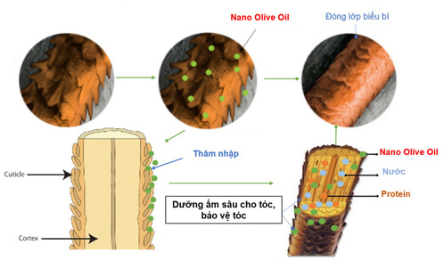 Dầu gội Wakamono chứa hoạt chất nano dầu olive-6