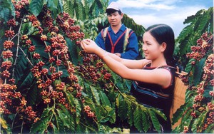 Cà phê Việt Nam được thị trường Anh ưa chuộng-3