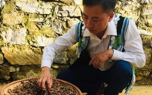 Bảo tồn và phát triển cây dược liệu ở vùng núi Quảng Ngãi-3