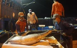 Từng bước nâng cao giá trị gia tăng sản phẩm cá ngừ Việt Nam-cover-img
