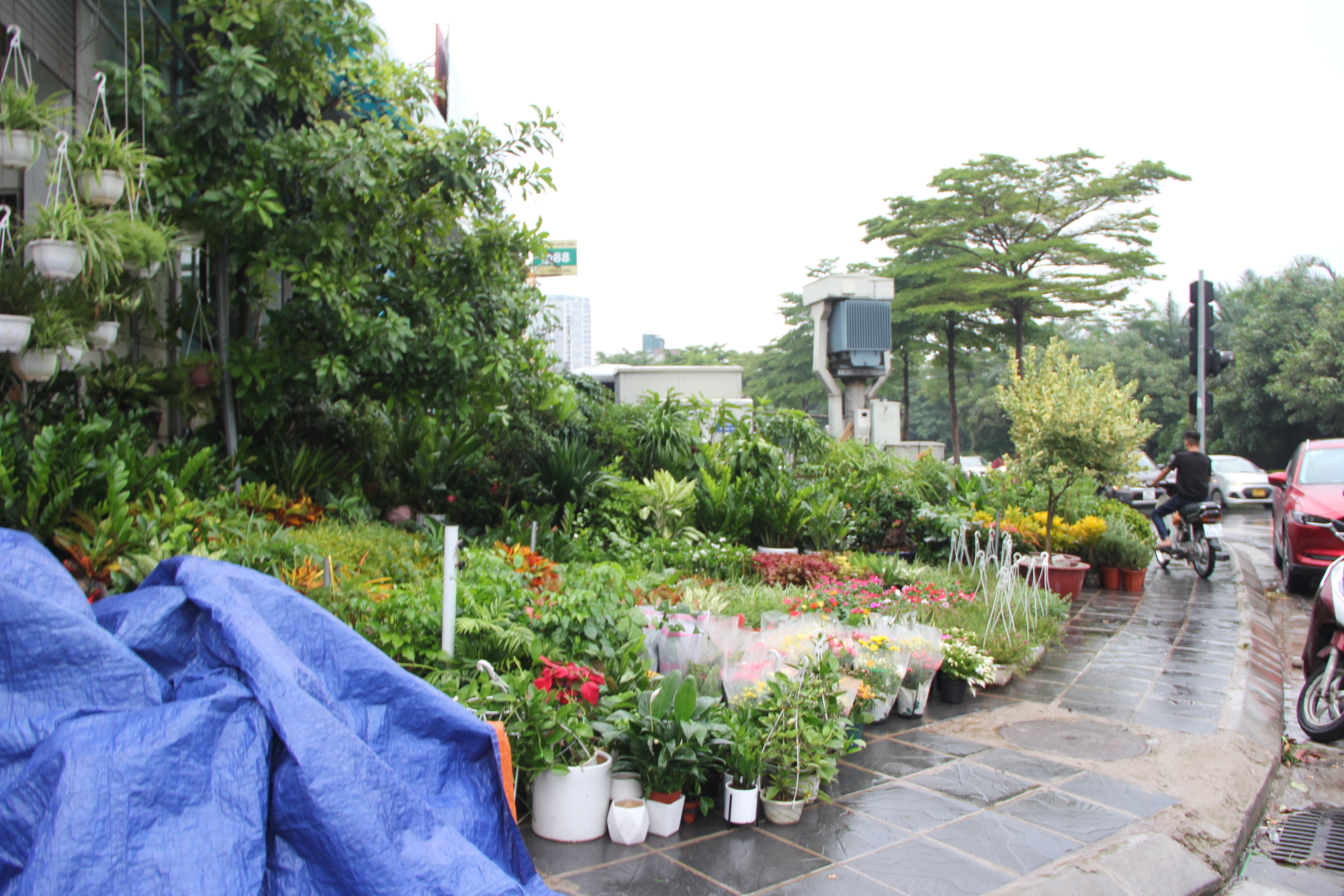 Hà Nội: Vỉa hè đường Hoàng Hoa Thám bị chiếm dụng để bày bán cây cảnh, gốm sứ-4