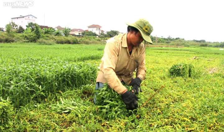 Nông dân vựa rau lớn nhất Đà Nẵng tất bật thu hoạch chạy siêu bão Noru sắp đổ bộ-2