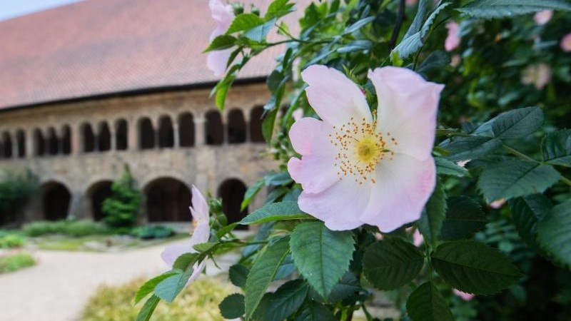 Bụi hồng nghìn tuổi vẫn ra hoa ở Đức-7