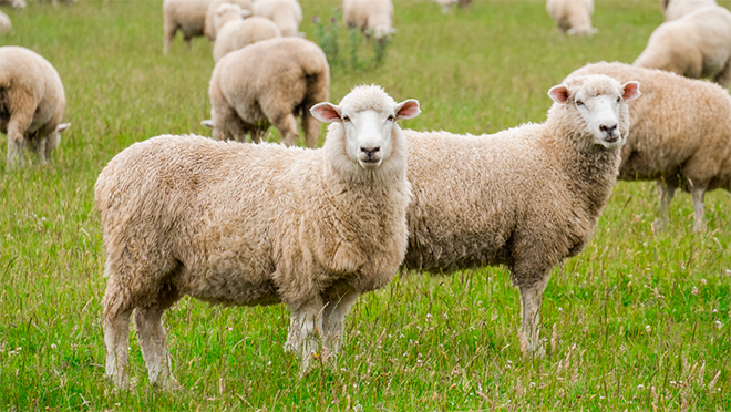 Nhau thai cừu có vai trò gì trong gìn giữ sức khỏe và sắc đẹp?-1