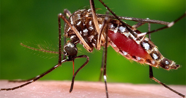 Nơi trú ngụ của loài muỗi gây cái chết cho hàng chục người-1