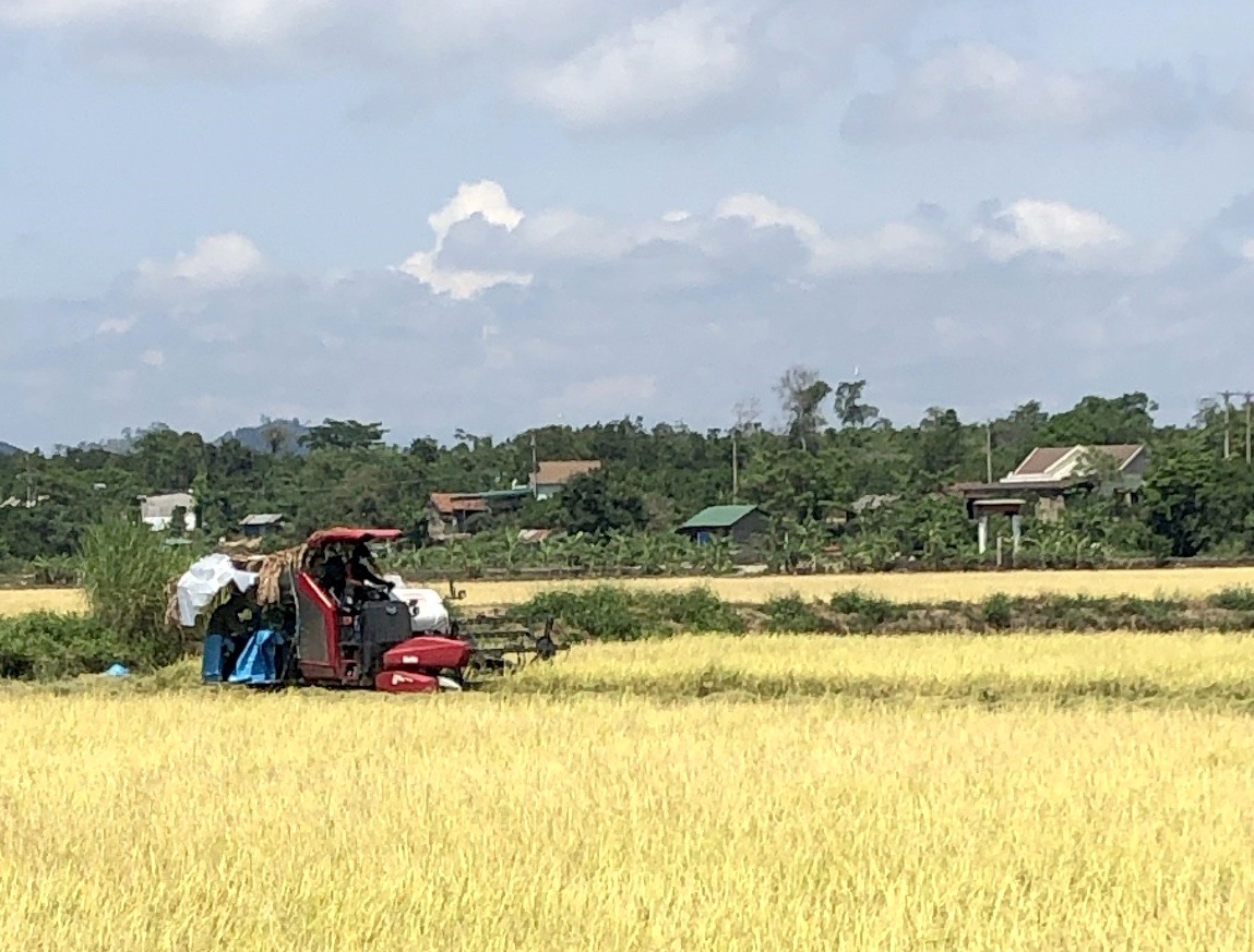 Vựa lúa lớn nhất tỉnh Đắk Nông tăng tốc thu hoạch né bão Noru-3