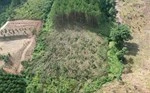 Lâm Đồng chỉ đạo nóng vụ hàng trăm cây thông ba lá bị triệt hạ-cover-img