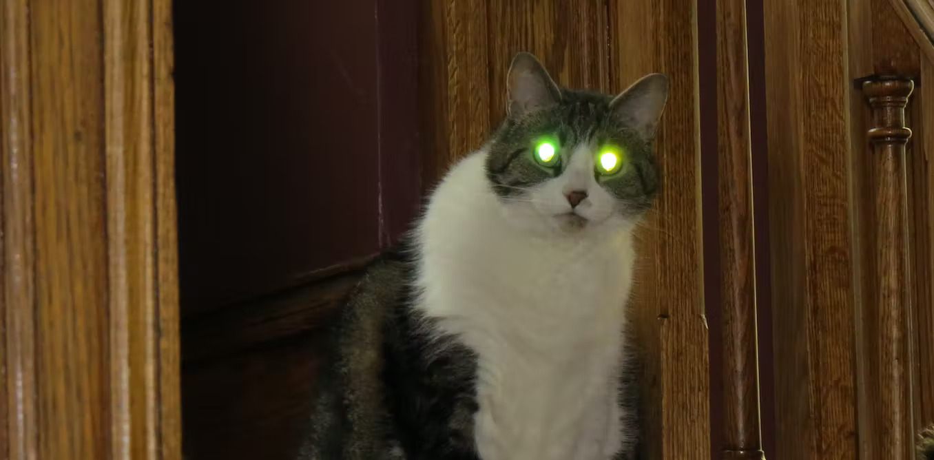 Giải mã thú vị: Mèo thực sự có thể nhìn thấy trong bóng tối?-17