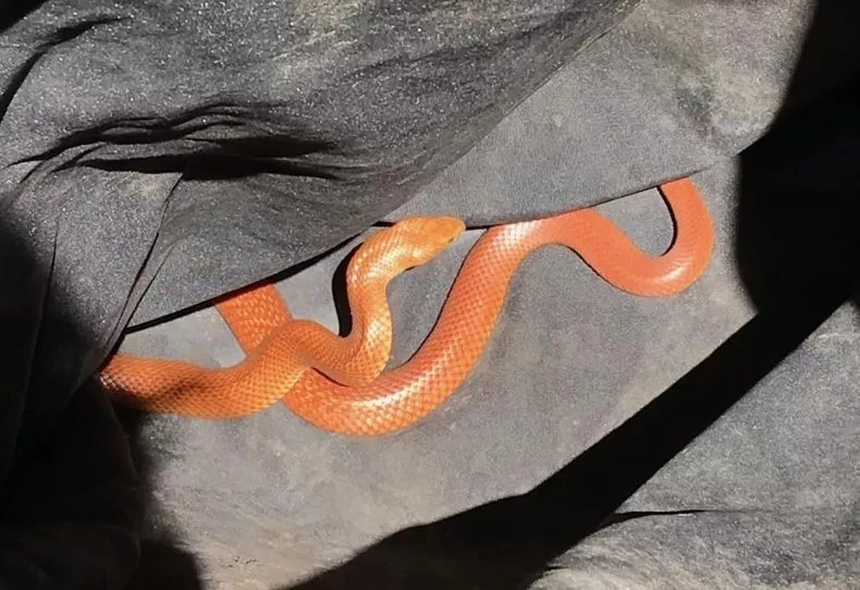 Phát hiện cặp rắn lạ màu cam cực độc trong bãi đậu xe ở Australia-1