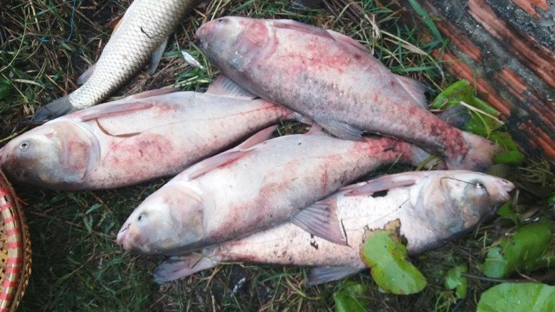 Loại cá xưa có đầy không ai ăn vì quá tanh, giờ thành đặc sản nổi tiếng được ưa chuộng đến lạ, 70.000 đồng/kg-1
