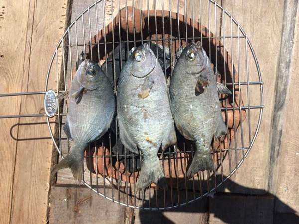 Loại cá nghe tên hết hồn nhưng là đặc sản nổi tiếng ở Quảng Ngãi, xưa giá rẻ bèo nay đắt đỏ, 200.000đồng/kg-3