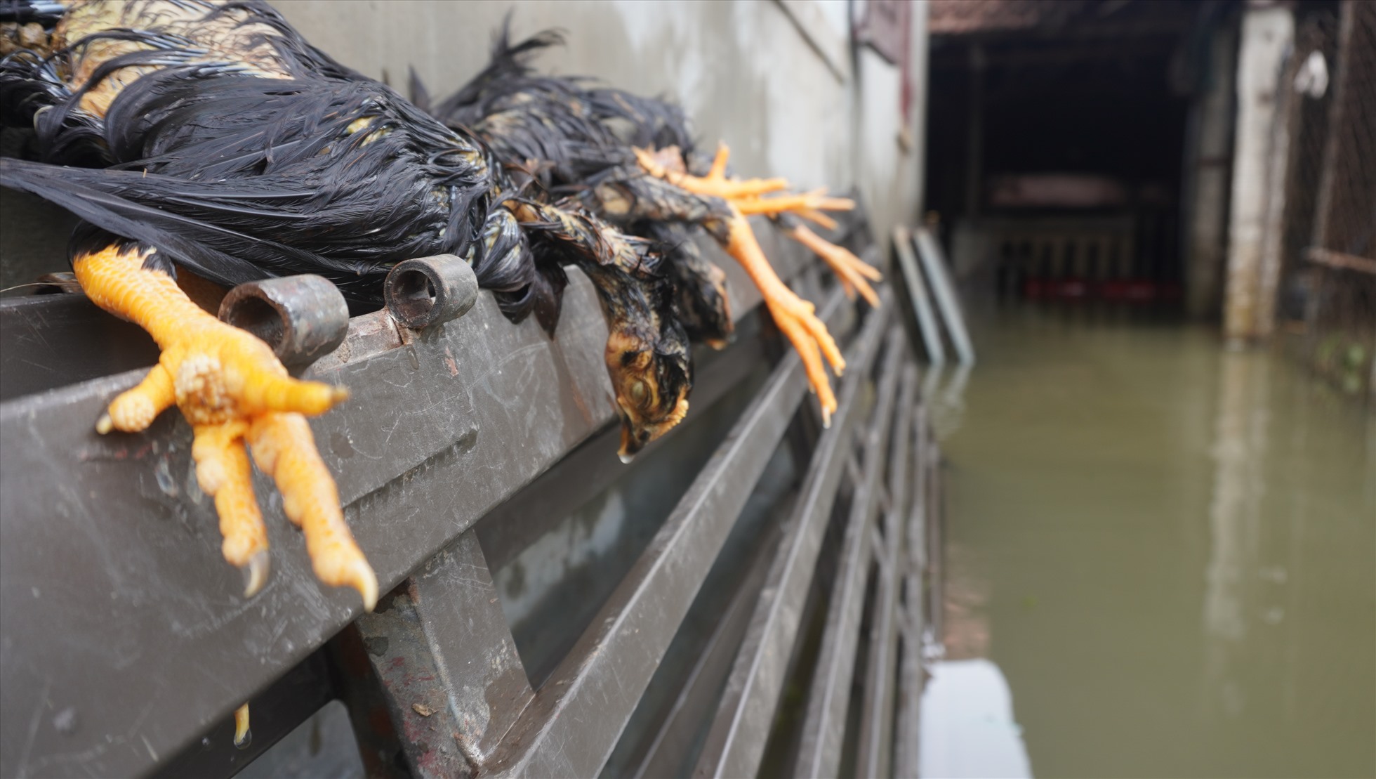 Nghệ An: Người dân trèo xe tải băng qua dòng nước lũ để về nhà-6
