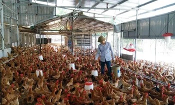 Kỹ sư trẻ về làng nuôi gà kiếm tiền tỉ-cover-img