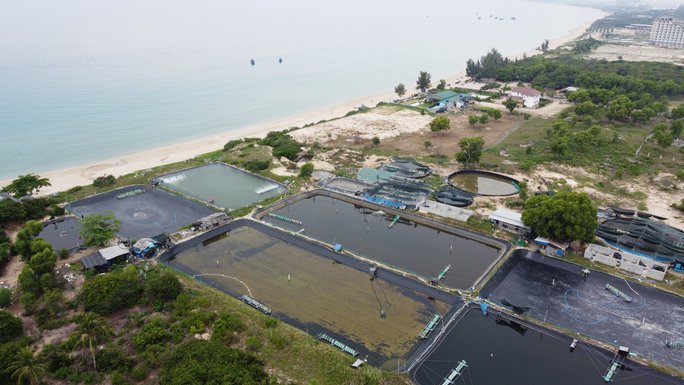 Khánh Hòa: Ảnh kinh hãi trại nuôi tôm xả nước thải ra biển đen ngòm-10
