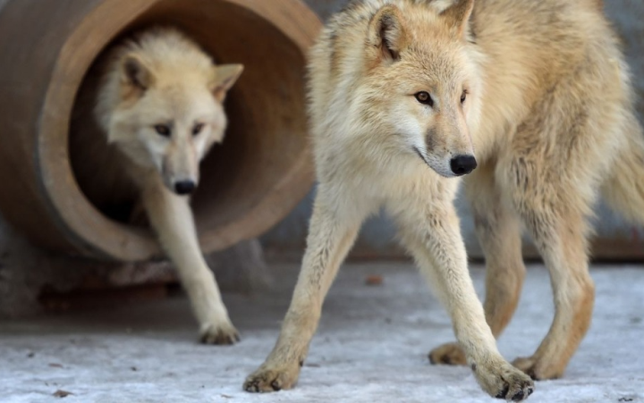 Trung Quốc nhân bản sói Bắc Cực, mở ra hướng cứu động vật quý hiếm-1