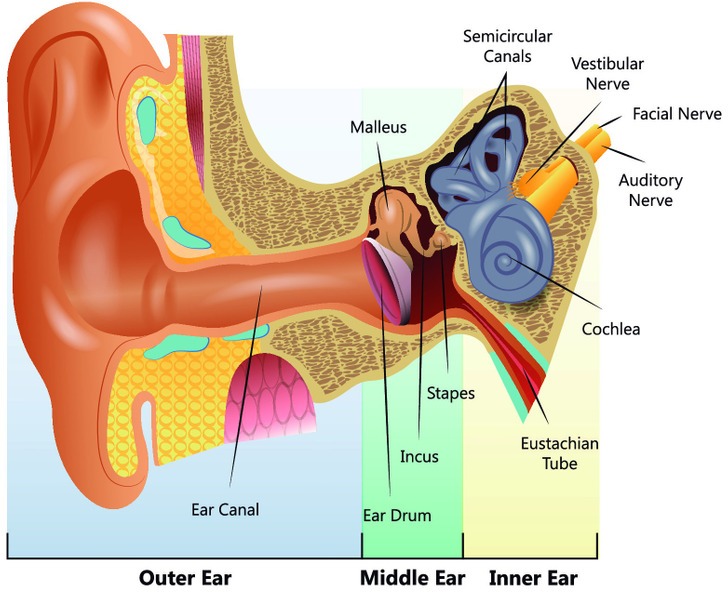 Đây là những lý do mà bạn nên ngừng ngay việc dùng tăm bông để vệ sinh tai và nhưng phương pháp khác để thay thế cho việc này-4