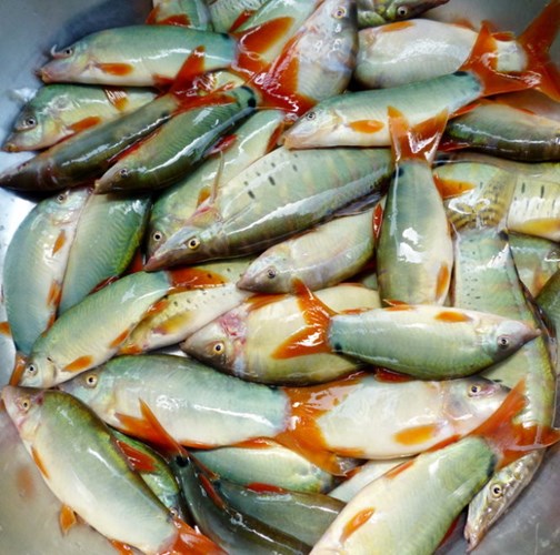 Cá heo sông Mê Kông: Thịt ngọt thơm từ màu xanh ngọc bích, muốn ăn cũng hiếm có khó tìm-2